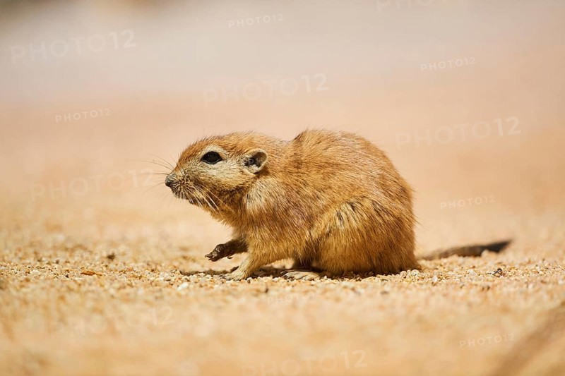 Fat sand rat