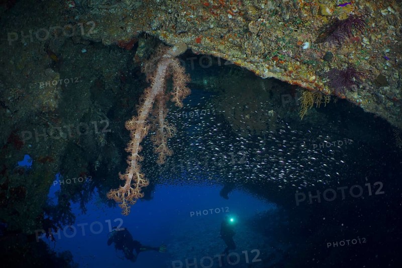 Hemprich's tree coral