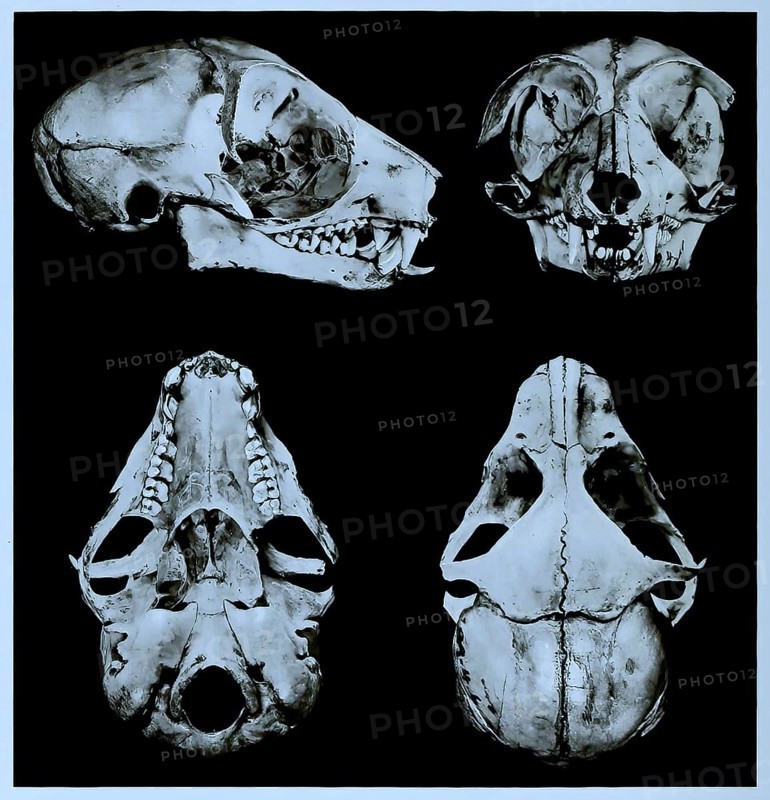 Skull bone