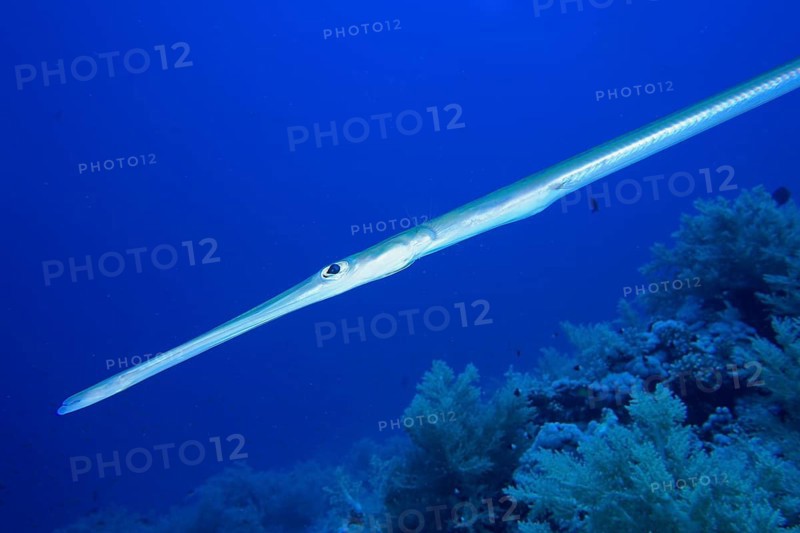 Bluespotted cornetfish