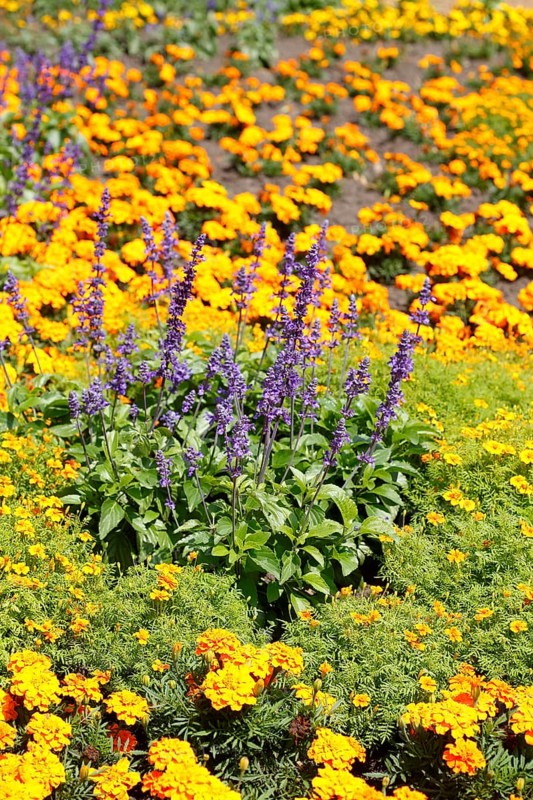 Common lavender
