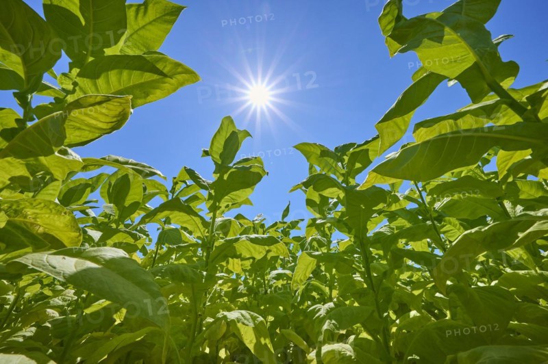Tobacco