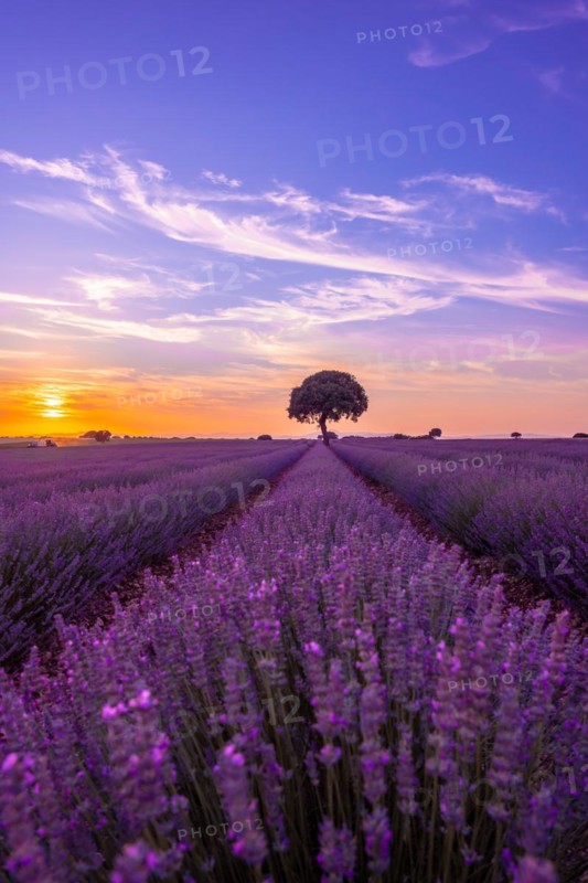 Lavender field at sunset with purple flowers