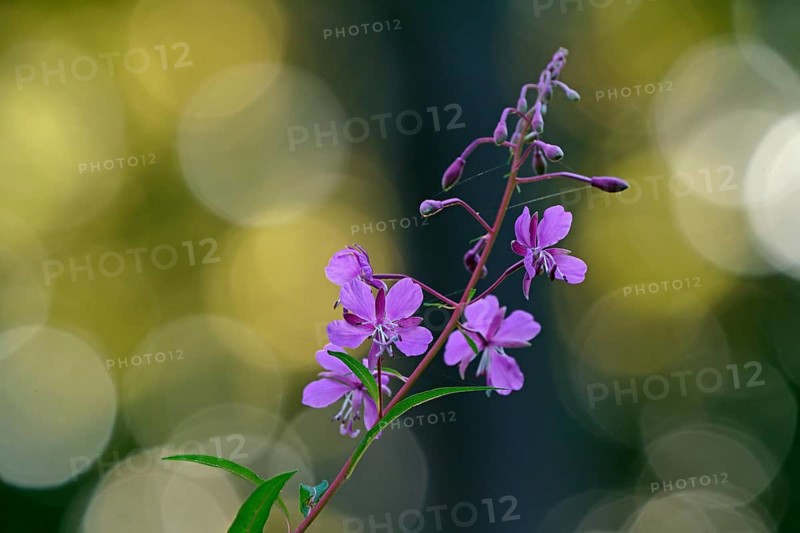 Blooming sally