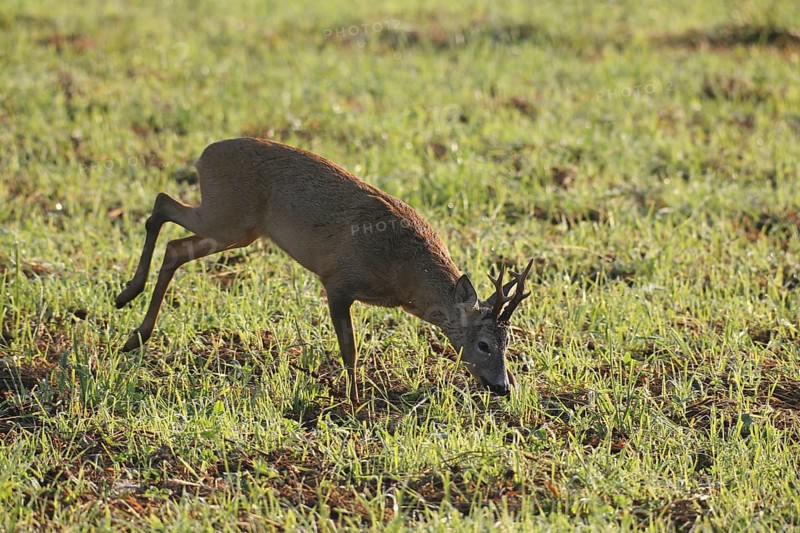 European roe deer