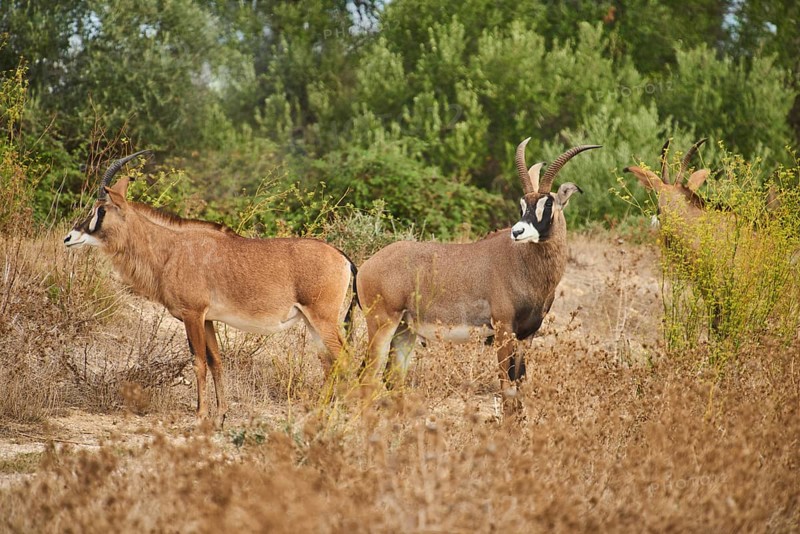 Sable antelope