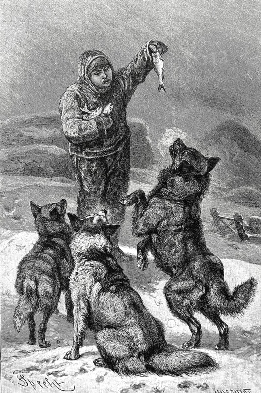 Dog