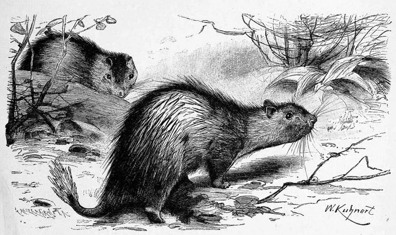 African brush-tailed porcupine
