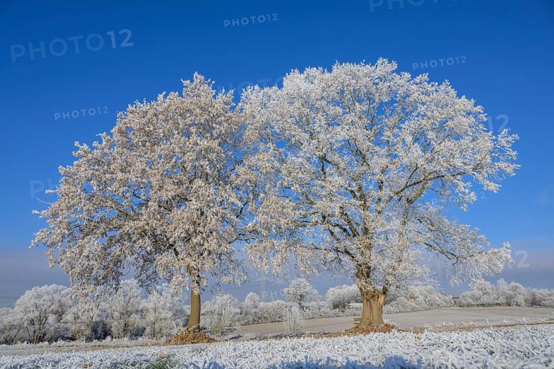 Oak trees