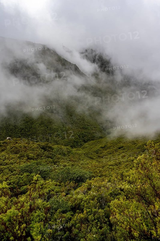 Cloudy forested mountains