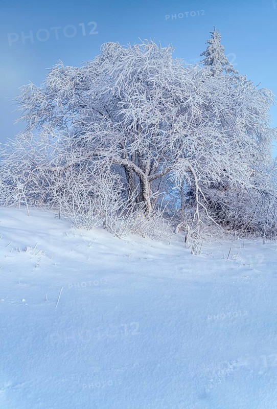 Tree in winter landscape