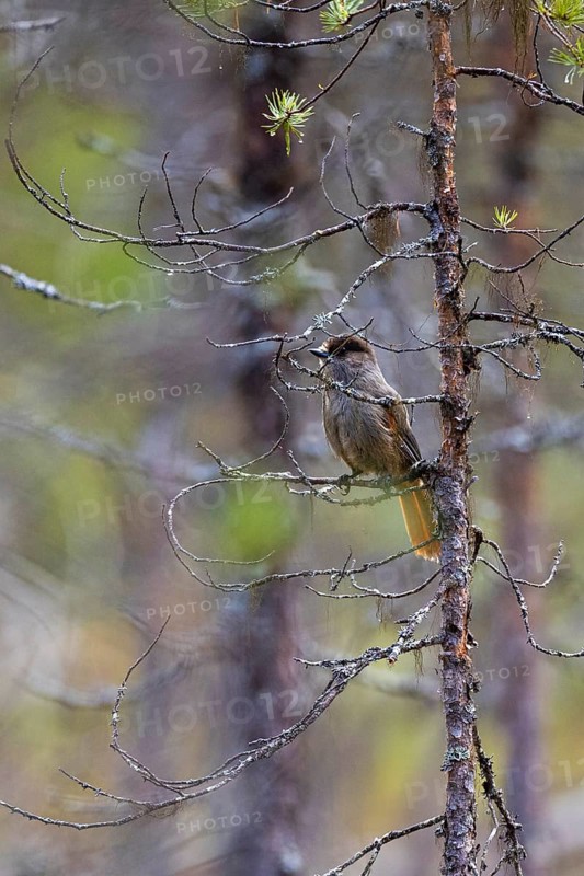 Siberian jay