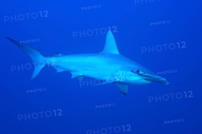 Scalloped Hammerhead
