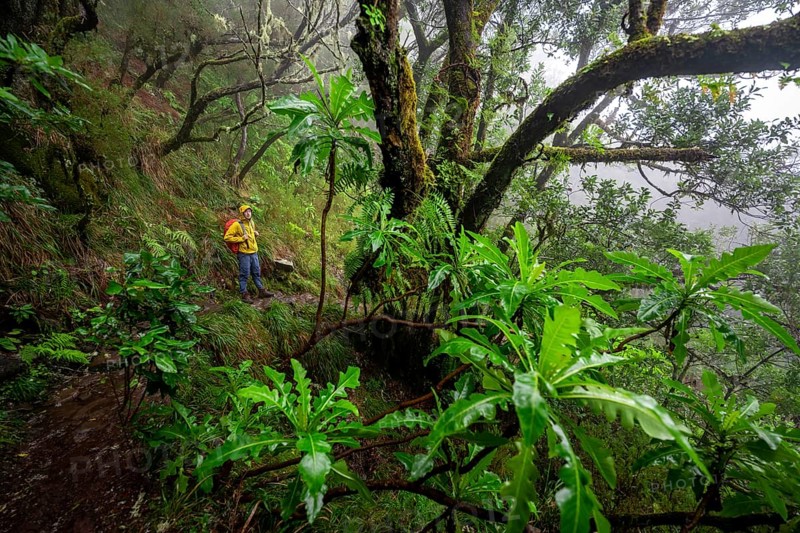 Hiker in dense forest