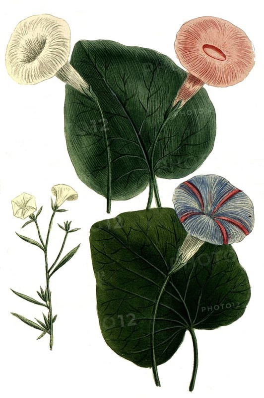 Botany