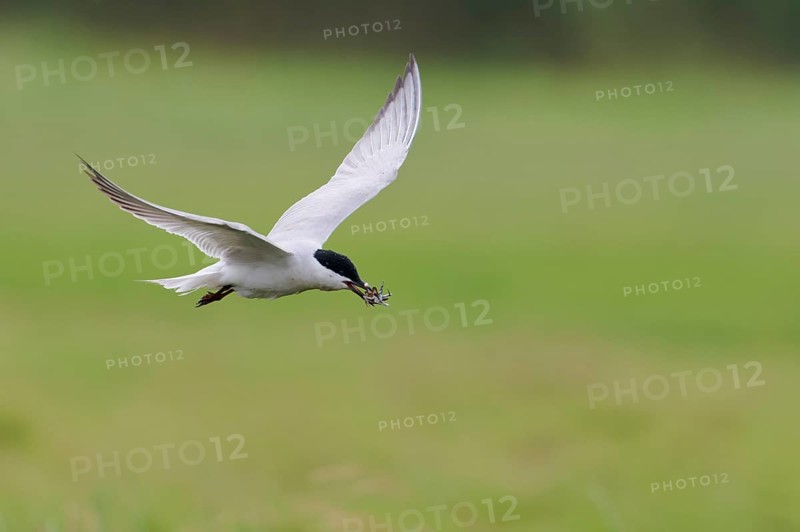 Gull-billed tern