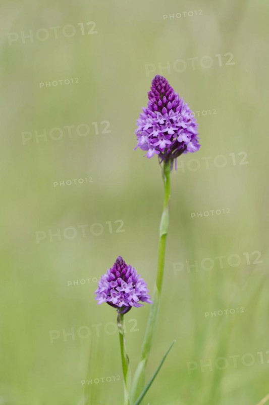 Pyramidal orchid