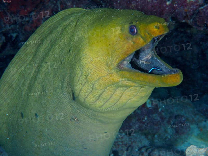 Green moray