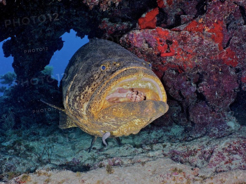 Atlantic goliath grouper