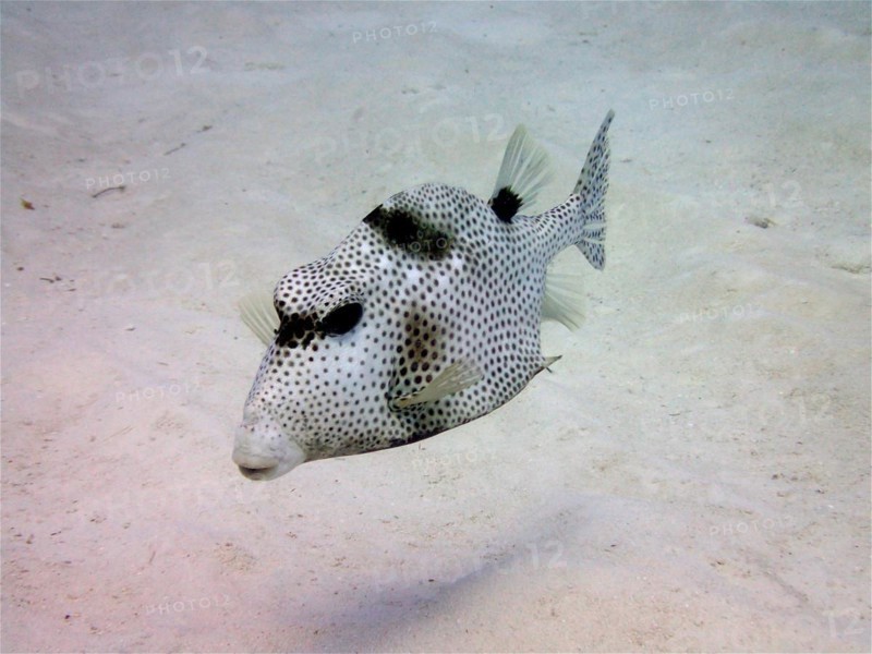 Spotted trunkfish