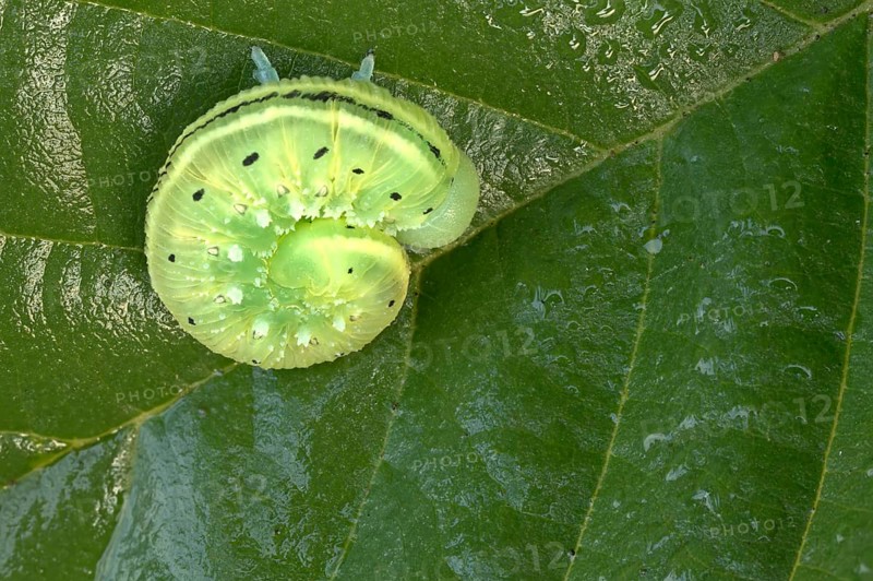 Sawflies