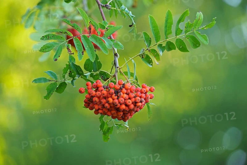Fruits of the european rowan