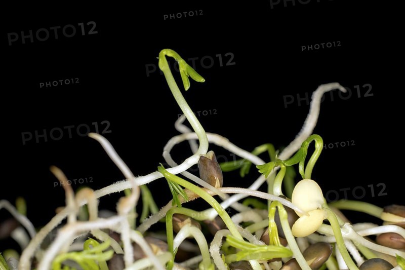 Sprouts of black beluga lentils