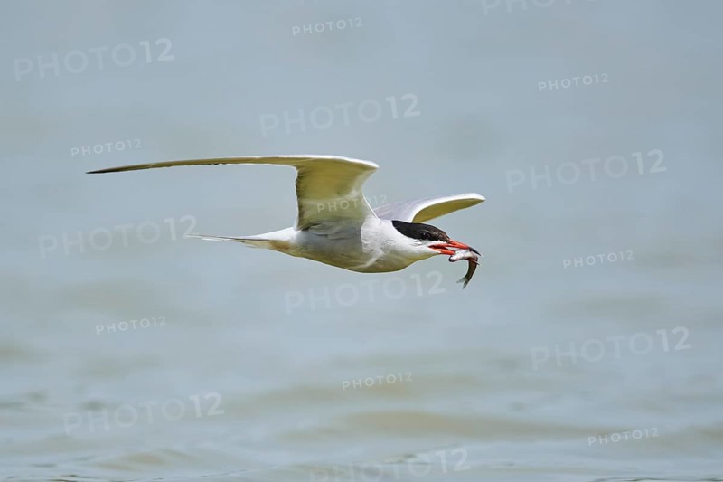Elegant tern