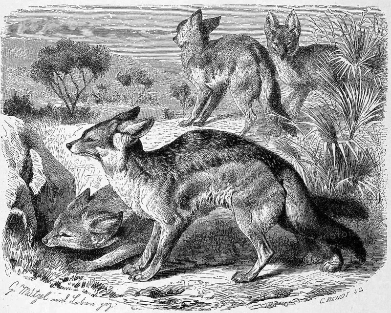Black-backed jackal
