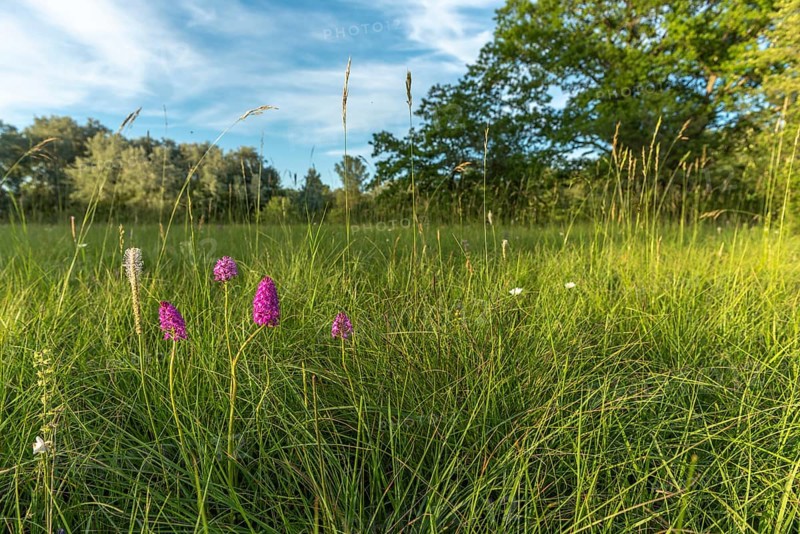 Wild orchids in natural meadow in spring. Alsace