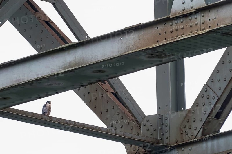 Peregrine Falcon