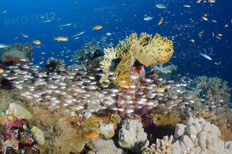 A shoal of red sea dwarf sweeper