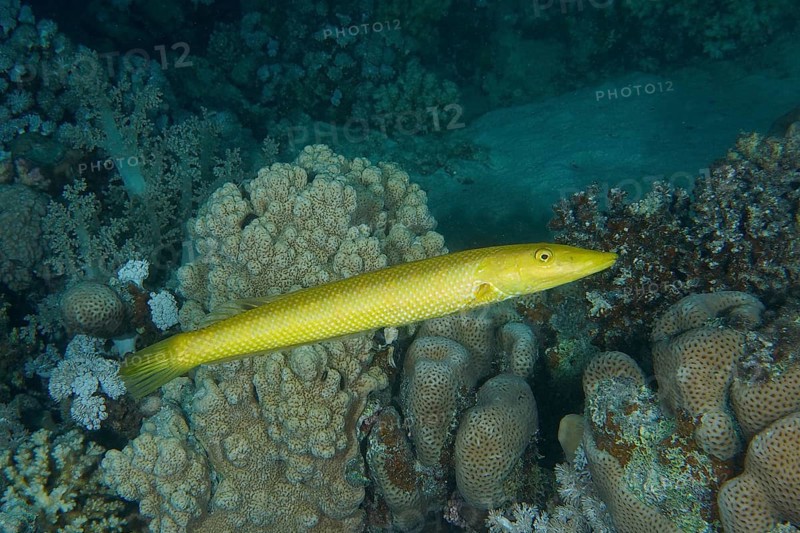Cigar wrasse