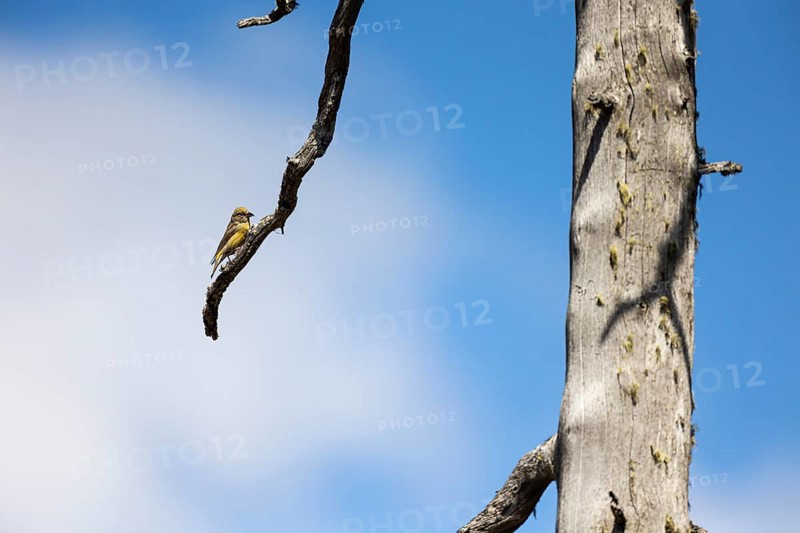 Common crossbill