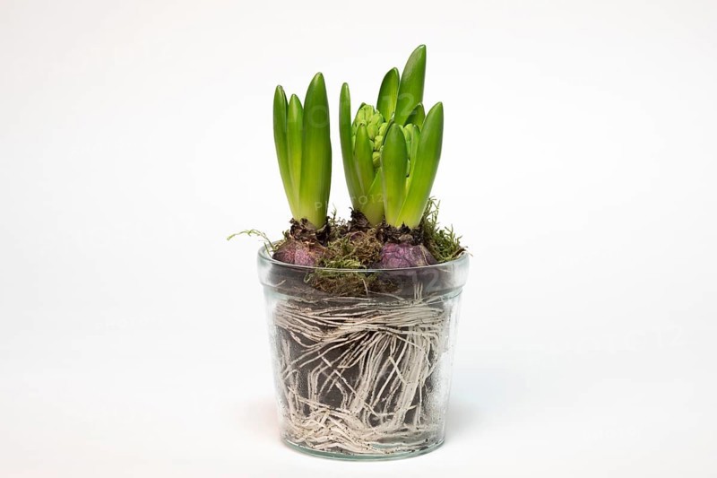 Garden hyacinth