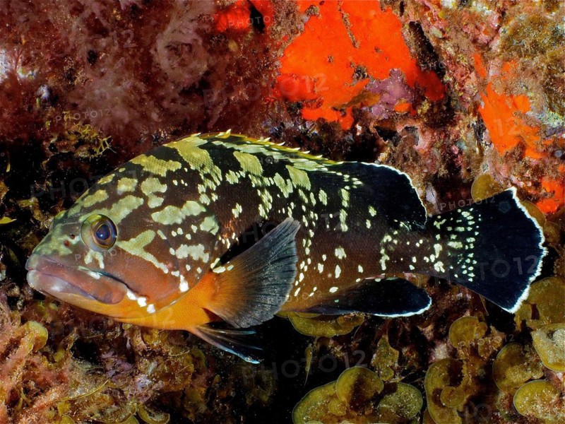 Dusky grouper