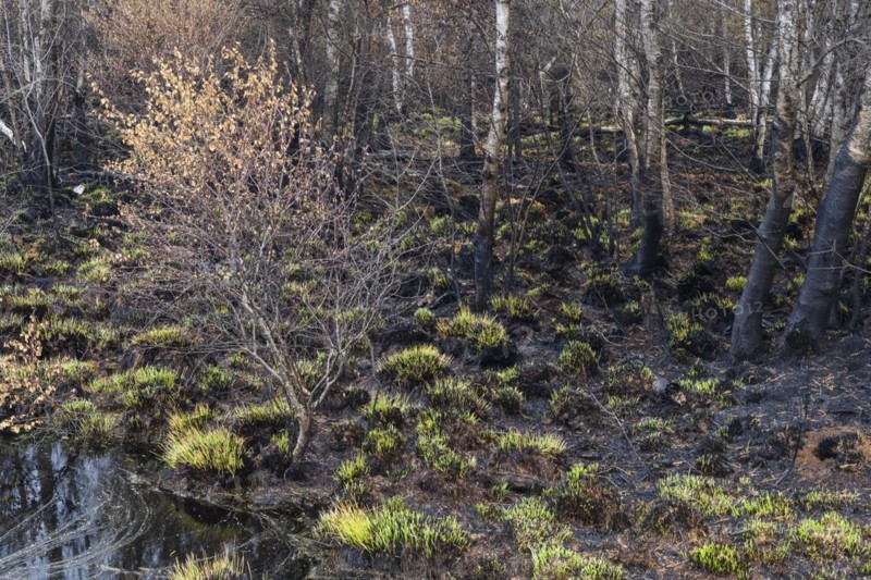 Moor fire