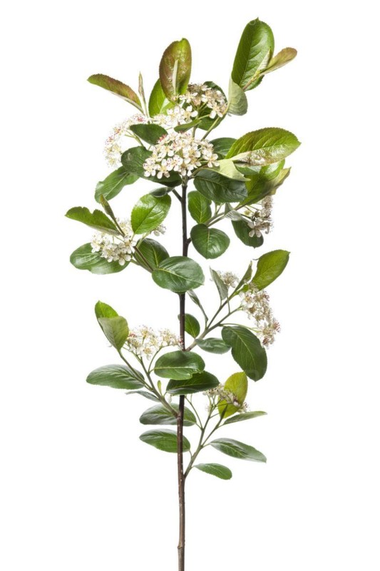 Chokeberry