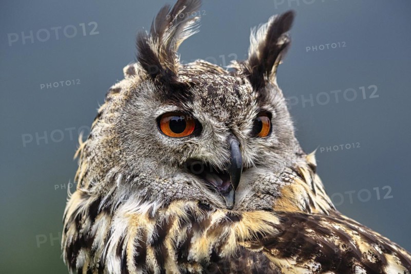 Eurasian eagle-owl