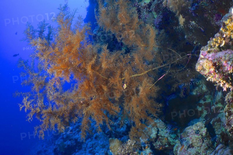 Black bushy black coral