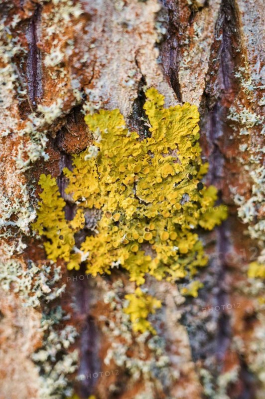 Common orange lichen