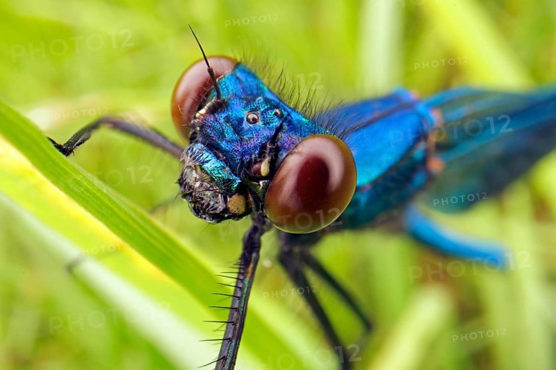Banded demoiselle