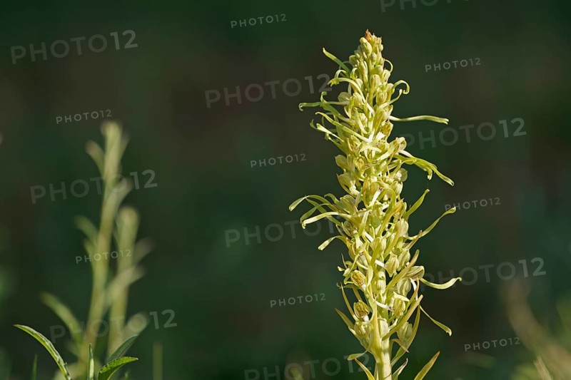 Lizard orchid
