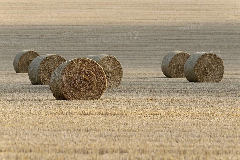 Grain field