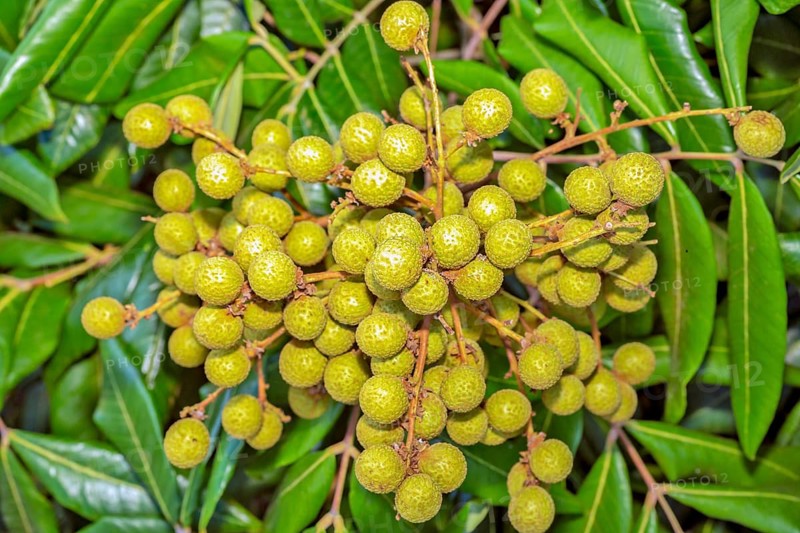 Longan
