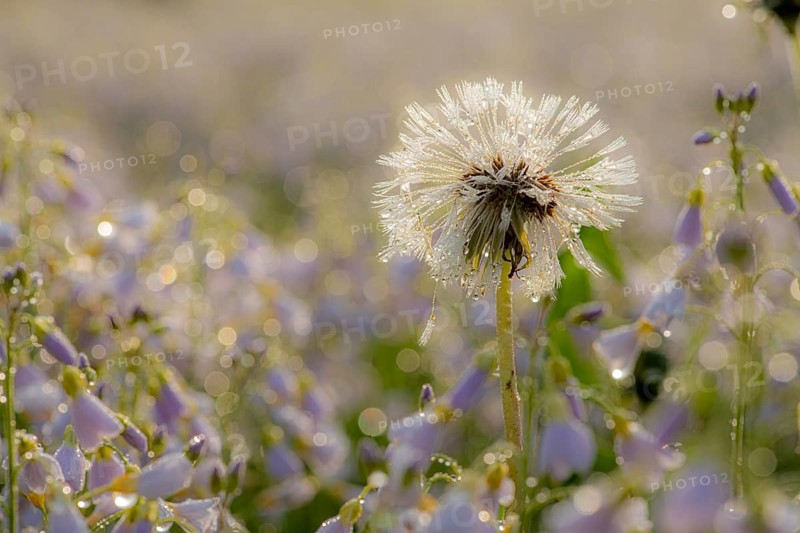 Withered dandelion
