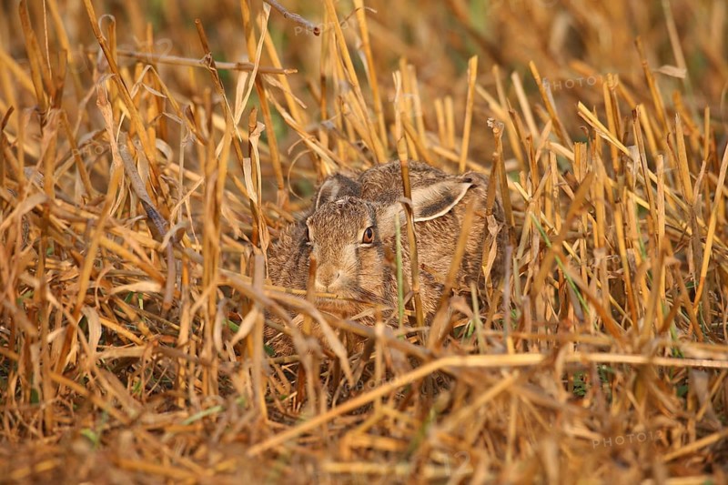European hare