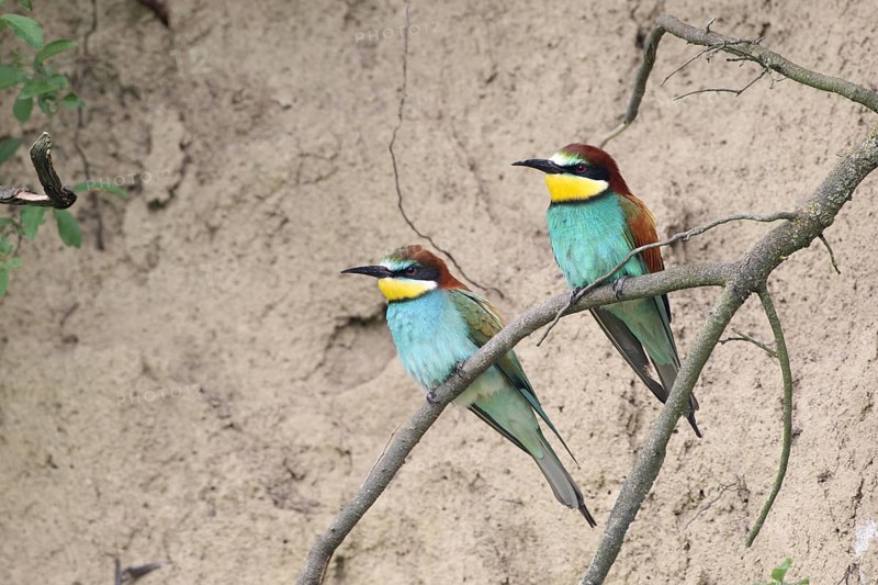 European bee-eater