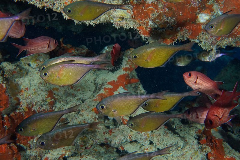 Shoal of Black-edged Hatchetfish