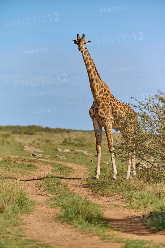 Masai giraffe